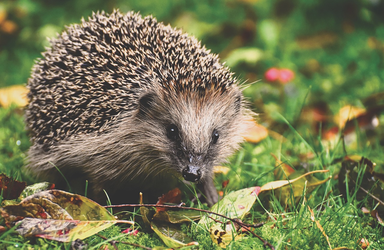 hedgehog, animal, prickly-3703244.jpg