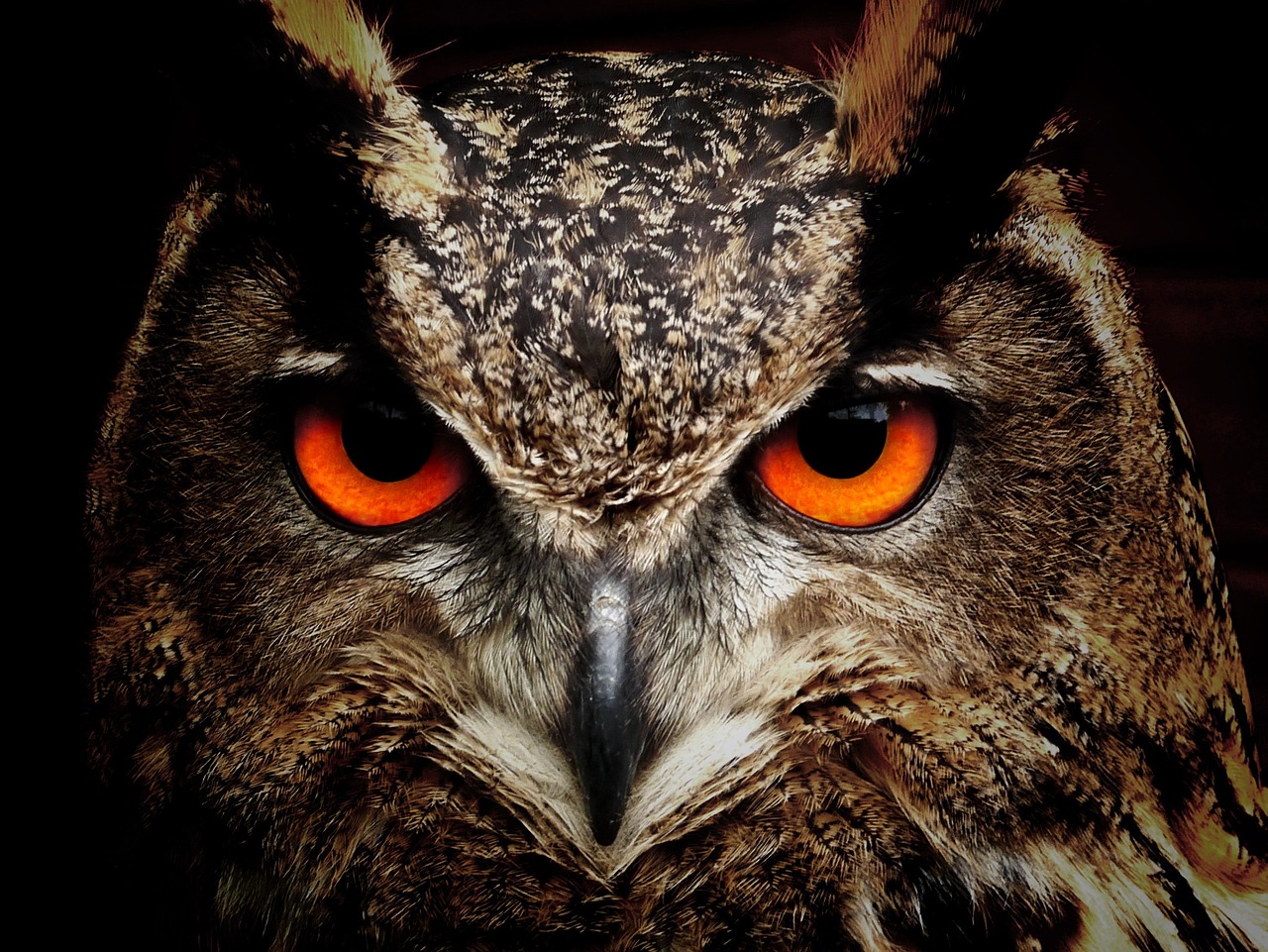 owl, bird, animal-50267.jpg