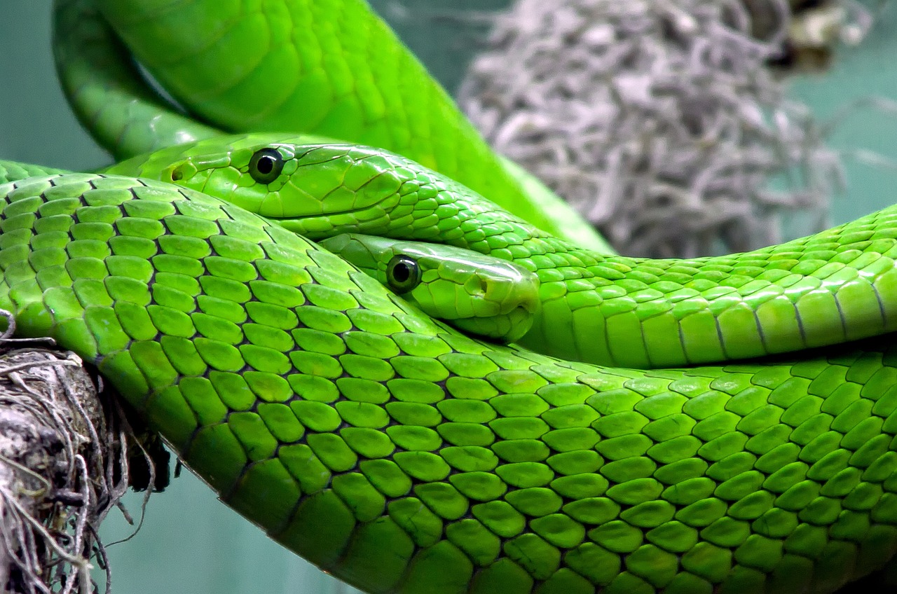snakes, reptile, animals-653639.jpg